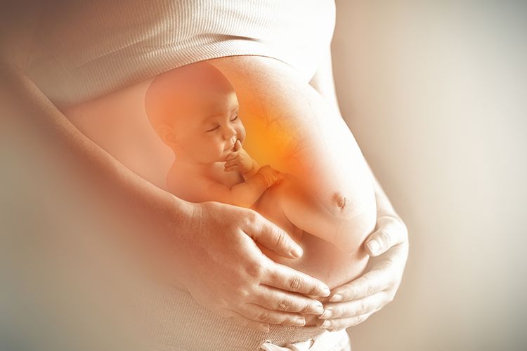 Kehamilan dan Perkembangan Janin Pekan Ke-8 Sampai 13
